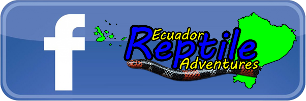 Facebook: Ecuador Reptile Adventures